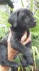 Superb Litter Of Black Labrador Pups For Sale