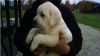 Labrador puppies for good homes