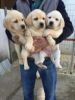 Adorable Labrador Retriever puppies