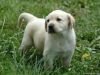 Cute Xmas Puppy For Free Adoption