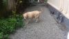 Labrador dog for sale in trivandrum