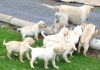 Labrador Retriever Puppies (akc)