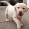 Akc Labrador Retriever Puppies Available