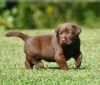 Akc Chocolate Lab Puppies As Xmas Gift . Text