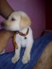 Male Labrador In 12000 Rs Only