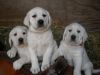 Beautiful labrador puppies ready for a new family.