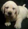 AKC Labrador Retriever puppies for sale