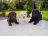Labrador Dog Puppies Only Text -(xxx) xxx xxx5
