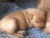 Outstanding Fox Red Labrador Puppies
