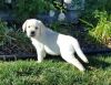Akc English Labrador Retriever Pups For Adoption.