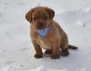 Eng Foxred Akc Labrador Retriever Puppies For Sale