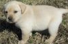 Beautiful Litter Of Akc Reg Labrador Puppies