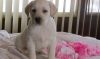 Gorgeous Labrador Retrievers Puppies For Sale $500