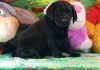 12 week old Black Labrador puppies