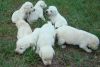 intelligent Labrador retriever puppies