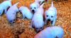 AKC Labrador retriever puppies