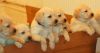 Cute labrador puppies for sale.