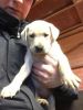 Labrador Retriever puppies for free adoption