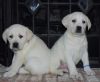 Akc Lab Puppies - Chocolate And Black