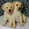 Labrador Retriever puppies for adoption