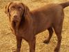 Ckc (mh) Bloodline Lab Puppies Upcoming Litter!!!
