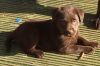 Stunning labrador puppies for rehoming