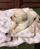 AKC reg Labrador puppies for adoption