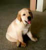 Akc yellow lab ready for a new home