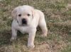 Akc Labrador Retriever Puppies For Sale