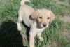Gorgeous Labrador Retriever Puppies Available
