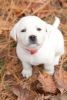 Gorgeous males and females labrador Puppies