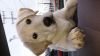 Adorable 8 Month Yellow Labrador Retriever