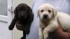 Gorgeous males and females labrador