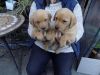 beuatiful, lovely labrador puppies