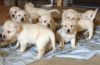 Yellow Labrador Puppies AKC