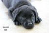 This puppy is a silver factored black lab.