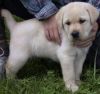 Labrador Retrievers Puppies.(xxx) xxx-xxx5