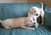 Labrador Retriever Puppies.(xxx) xxx-xxx5