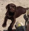 Chocolate lab puppies ready to go!