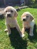 Labrador Retriever Puppies Akc Reg