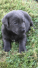 AKC Charcoal Lab Puppy