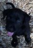 AKC Labrador Retreiver Puppies
