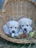 » labrador puppies for sale very playful