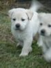 Excellent & Great Companion labrador Puppies Shepparton