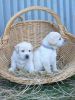 Well trained standard labrador puppies for sale