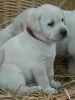 Quality stunning vet checked labrador pups
