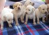 Cute labrador puppies for sale