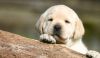 Cute lap pup for sale1