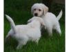 White Labrador puppies for adoption