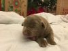 we have 9 Labrador Retriever puppies for rehoming